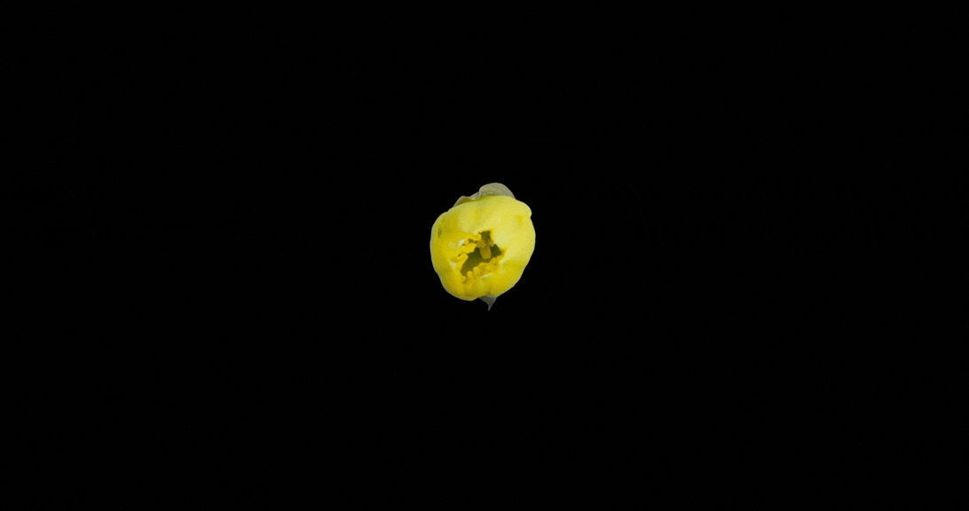 Flower Blooming
